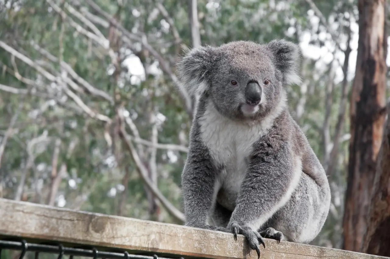 Animais perto da extinção: coala