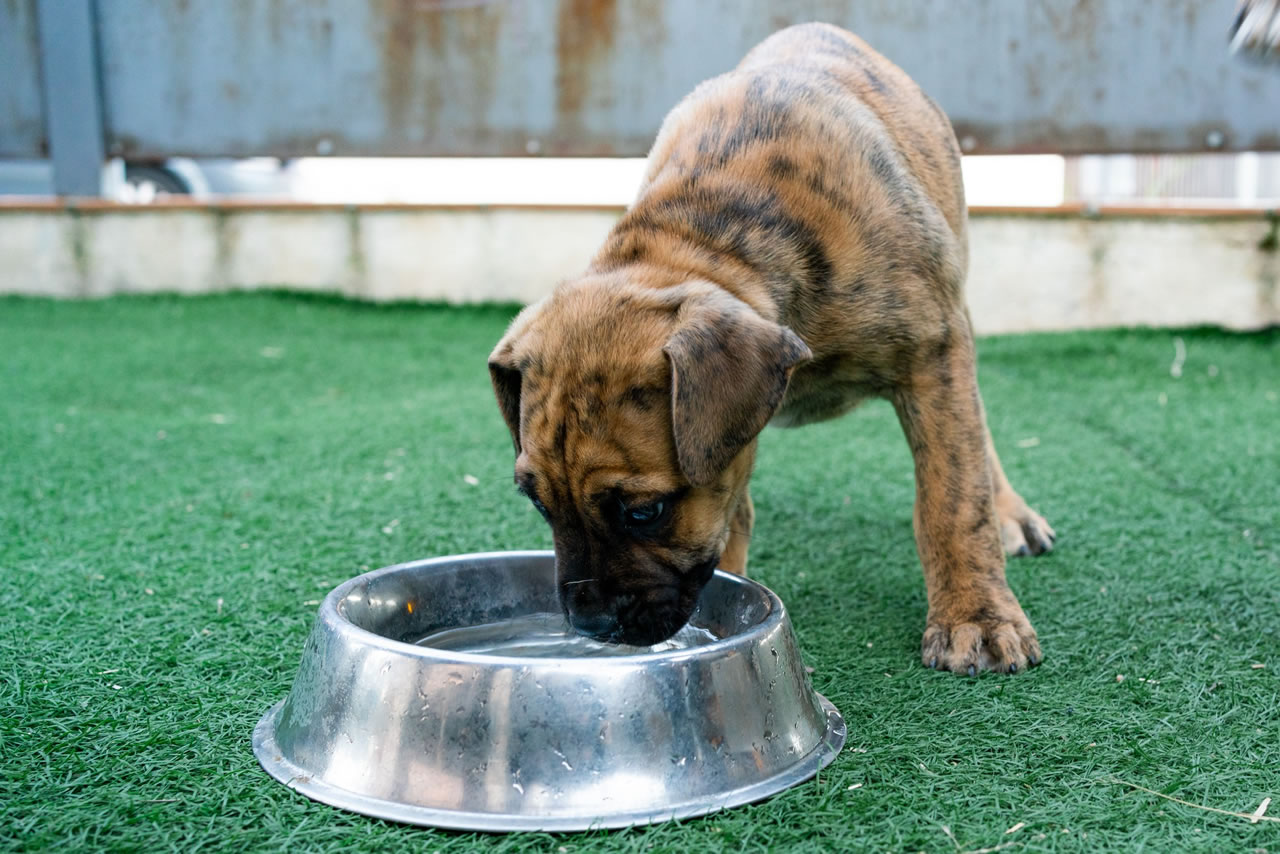 Como alimentar cachorro com doença do carrapato? Hidratação
