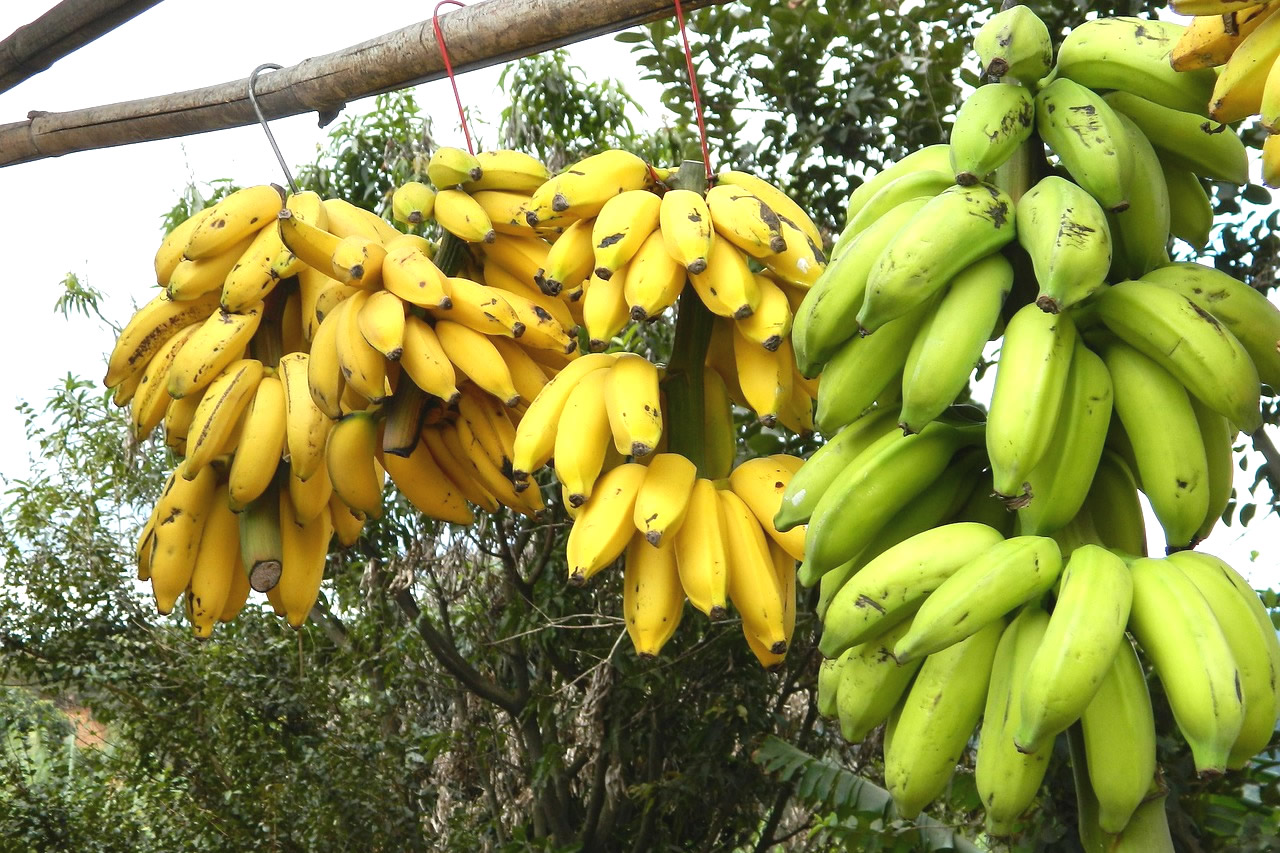 como conservar bananas por mais tempo..