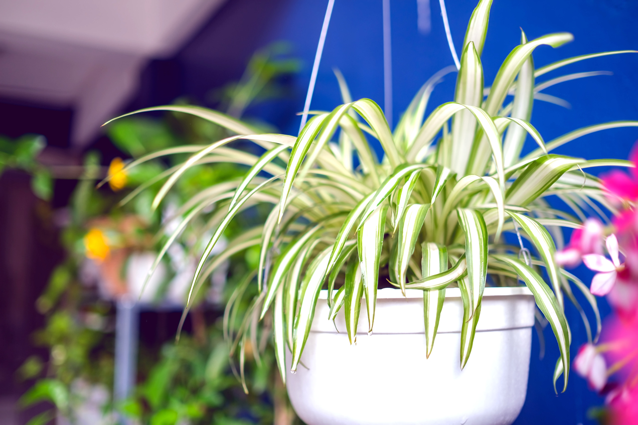Plantas para quem tem gato: Clorofito.