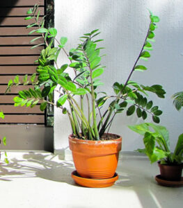 plantas que se adaptam bem a apartamentos: Zamioculca