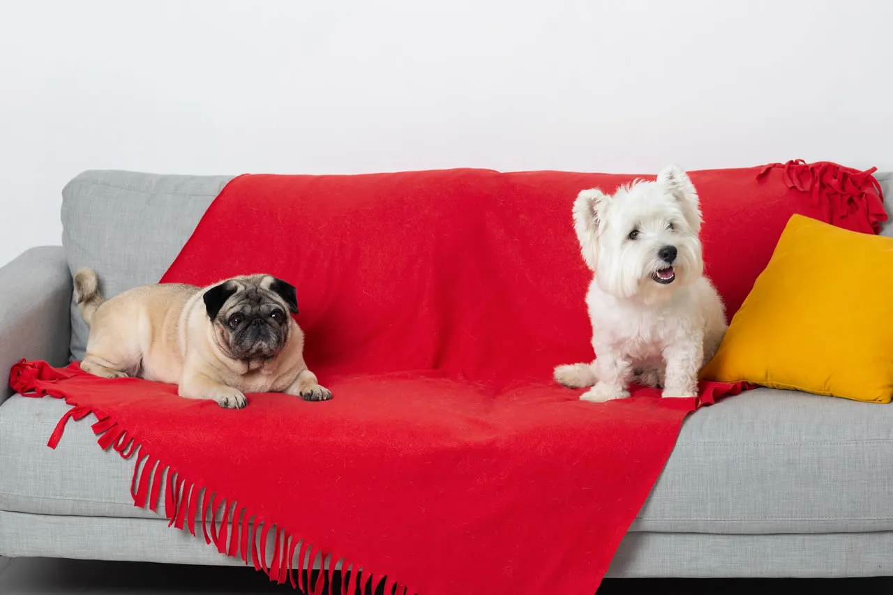 Dois cachorros sentados no sofá