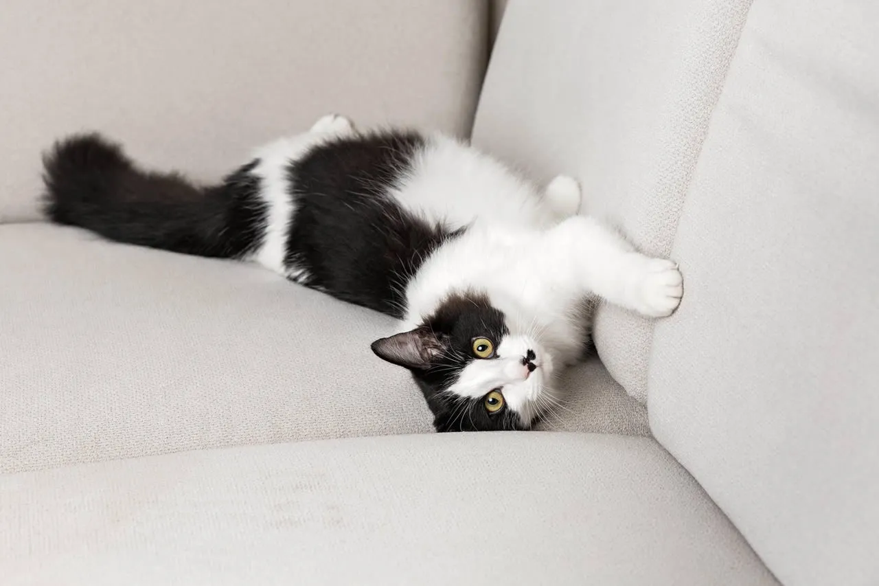 Gato preto e branco deitado no sofá