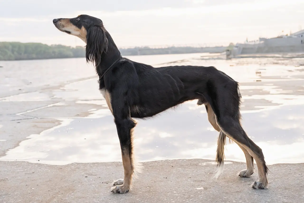 Cachorros mais antigos do mundo: Saluki