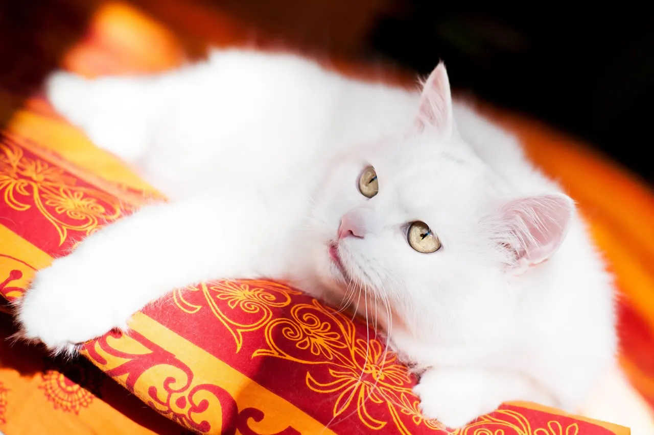 6 raças de gatos que soltam pouco pelo: Angorá