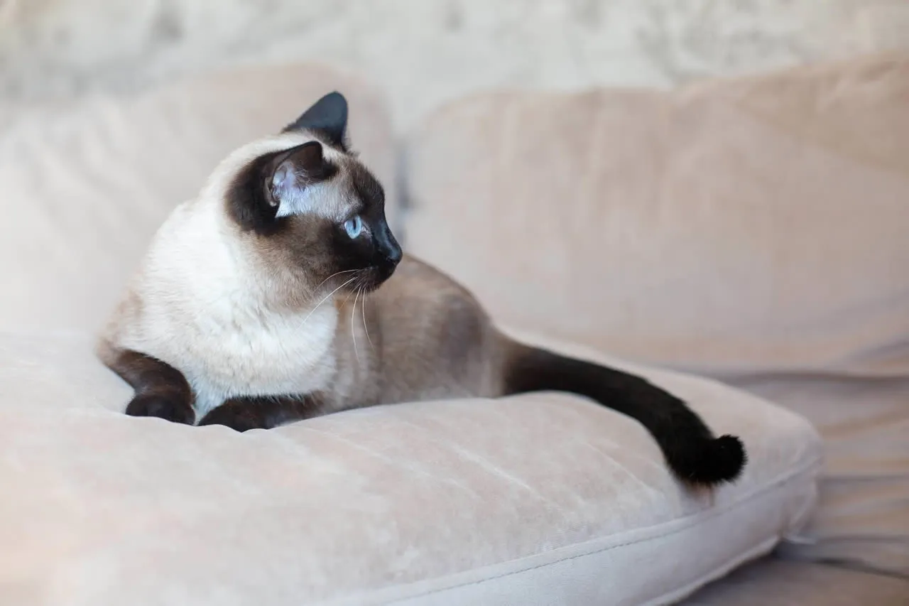 6 raças de gatos que soltam pouco pelo: Siamês