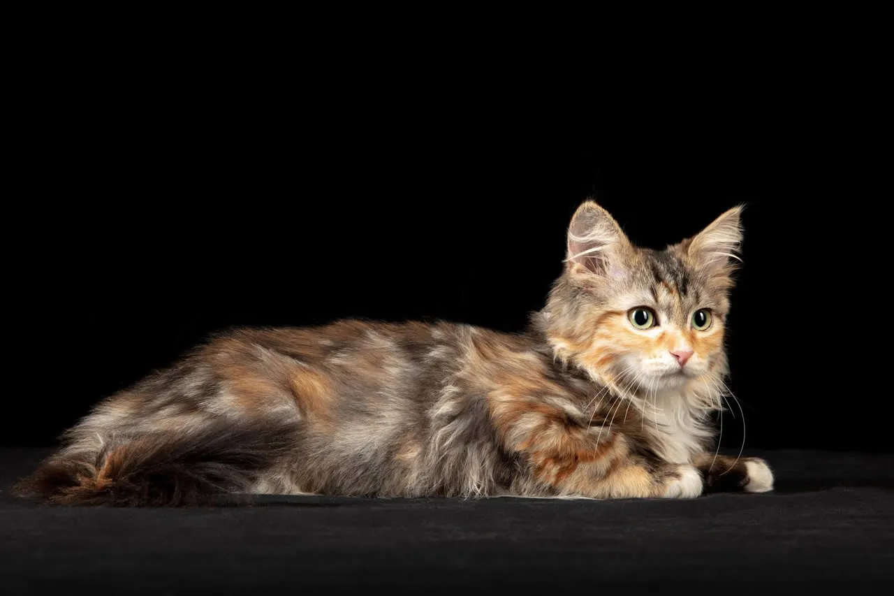 6 raças de gatos que soltam pouco pelo: Siberiano
