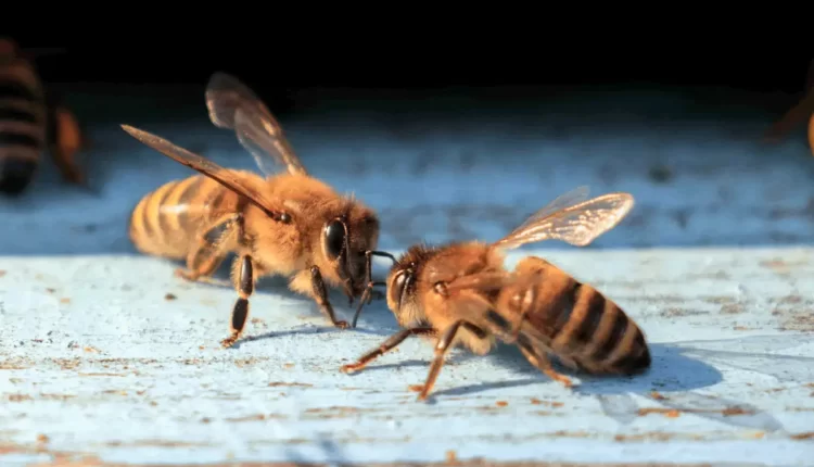 Como as abelhas se comunicam? Conheça as formas utilizadas!