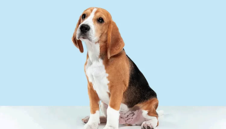 Curiosidade sobre os beagles