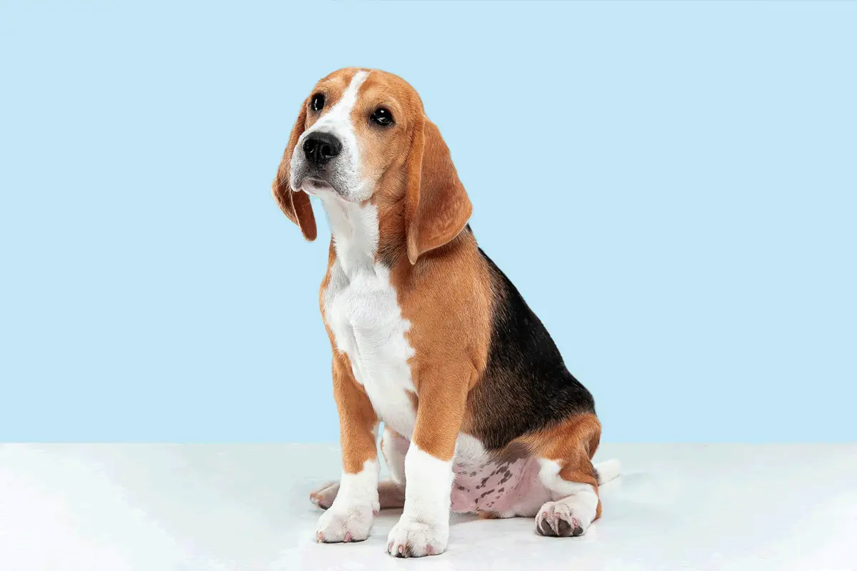 Curiosidade sobre os beagles