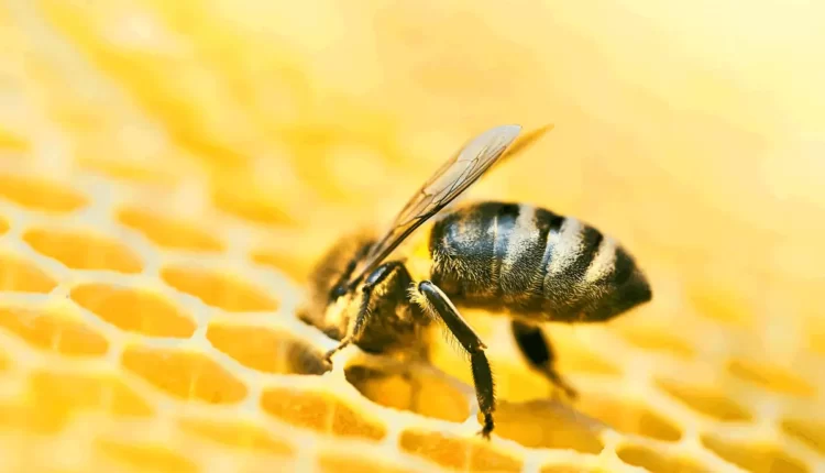 Para que serve a cera de abelha? Descubra a sua importância!