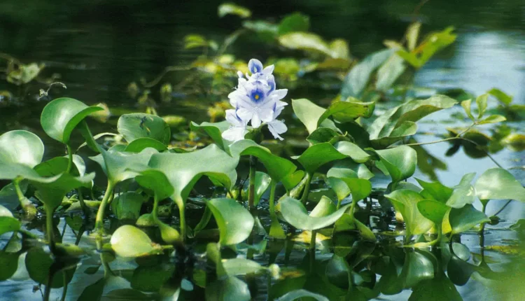 Plantas que limpam a água