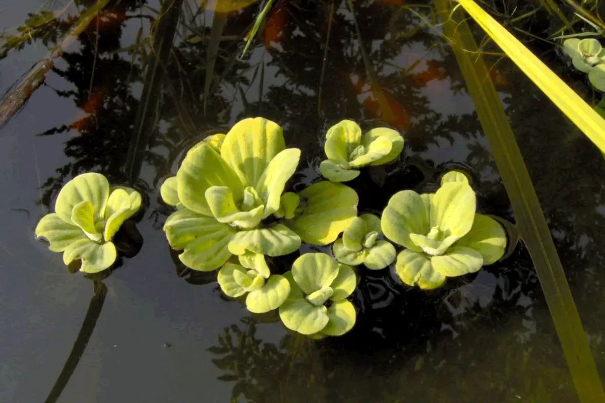 Plantas que limpam a água: Alface d'água