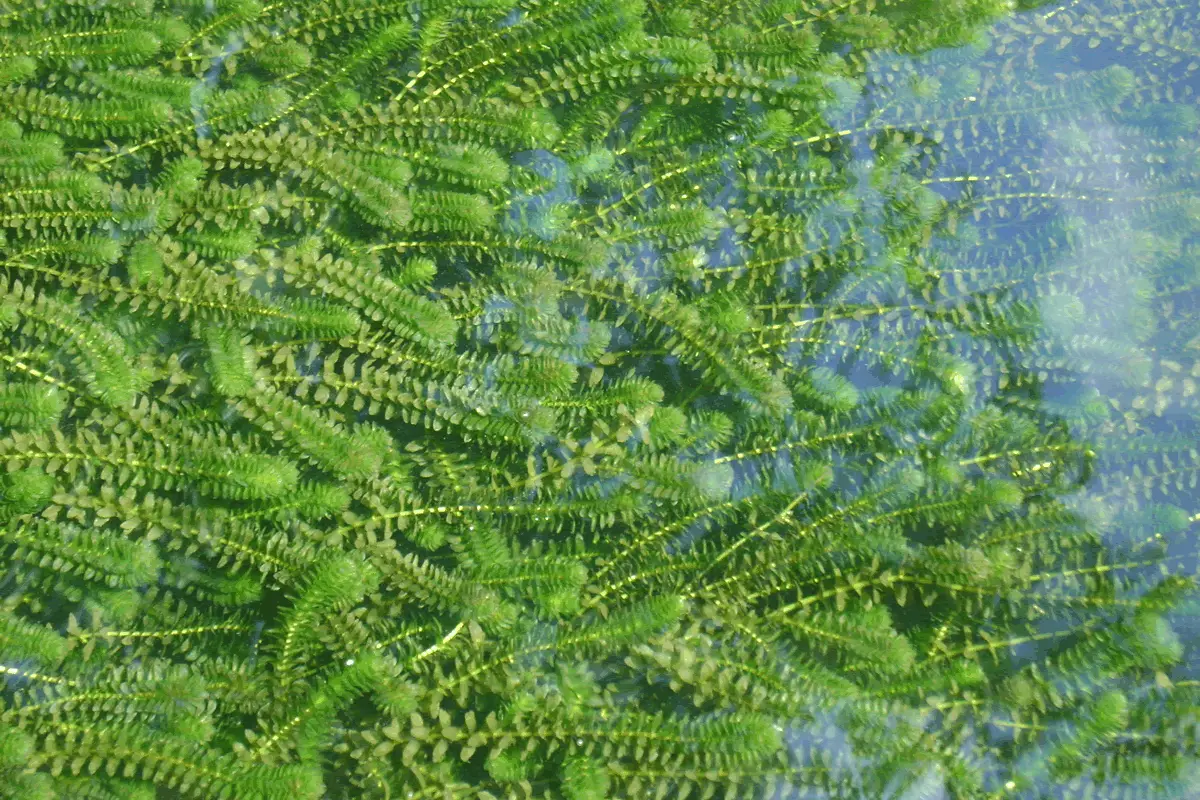 Plantas que limpam a água: Elódea