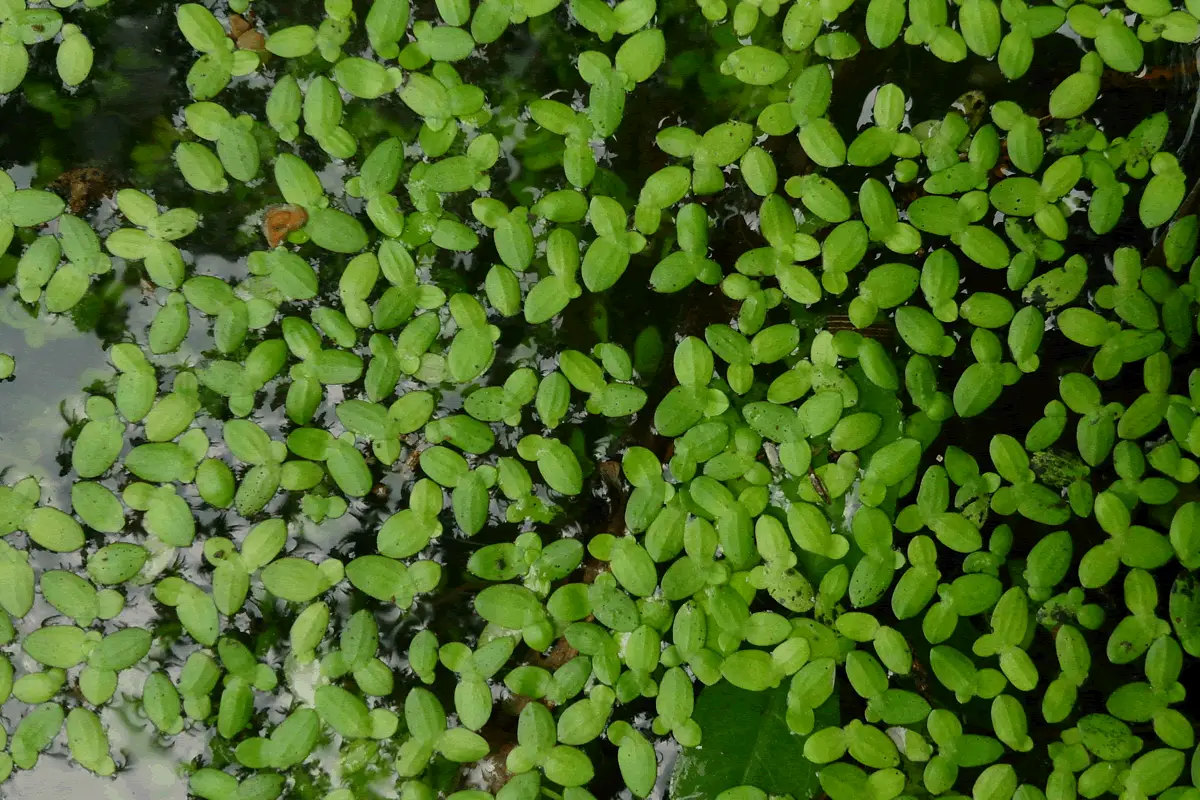 Plantas que limpam a água: Lentilha dágua