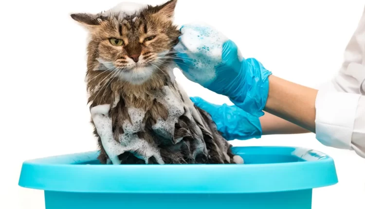 Por que gatos não gostam de água? Entenda os motivos!