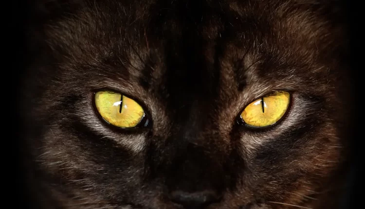 Por que os olhos dos gatos brilham no escuro? Veja a explicação!