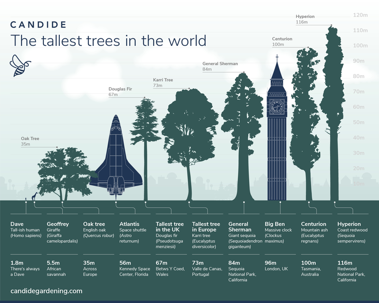 Árvores mais altas do mundo