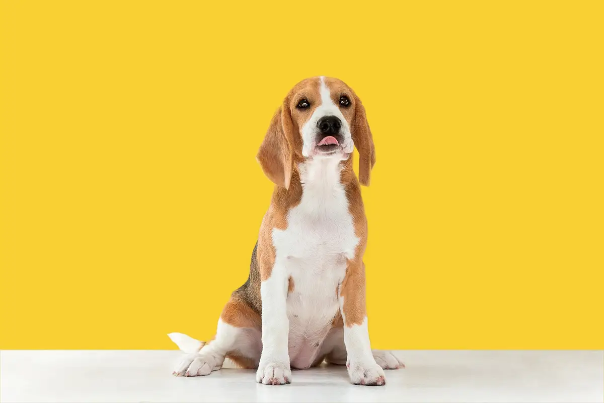 cachorro Beagle com fundo amarelo