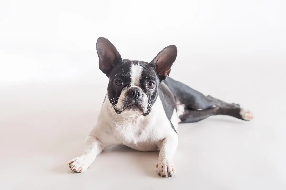 Cachorros que vivem mais: Boston Terrier