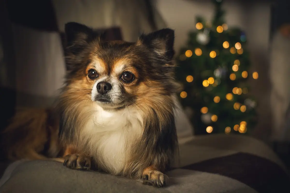 Cachorros que vivem mais: Chihuahua