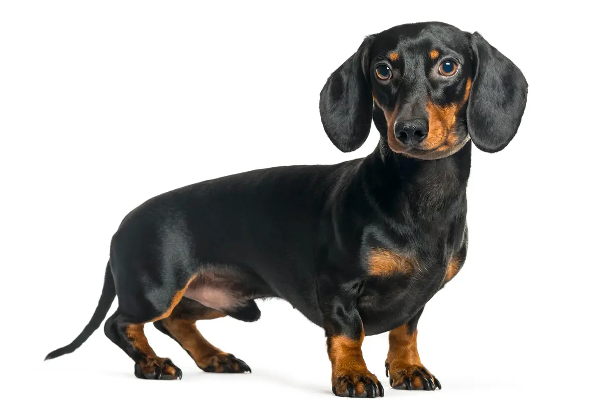 Dachshund