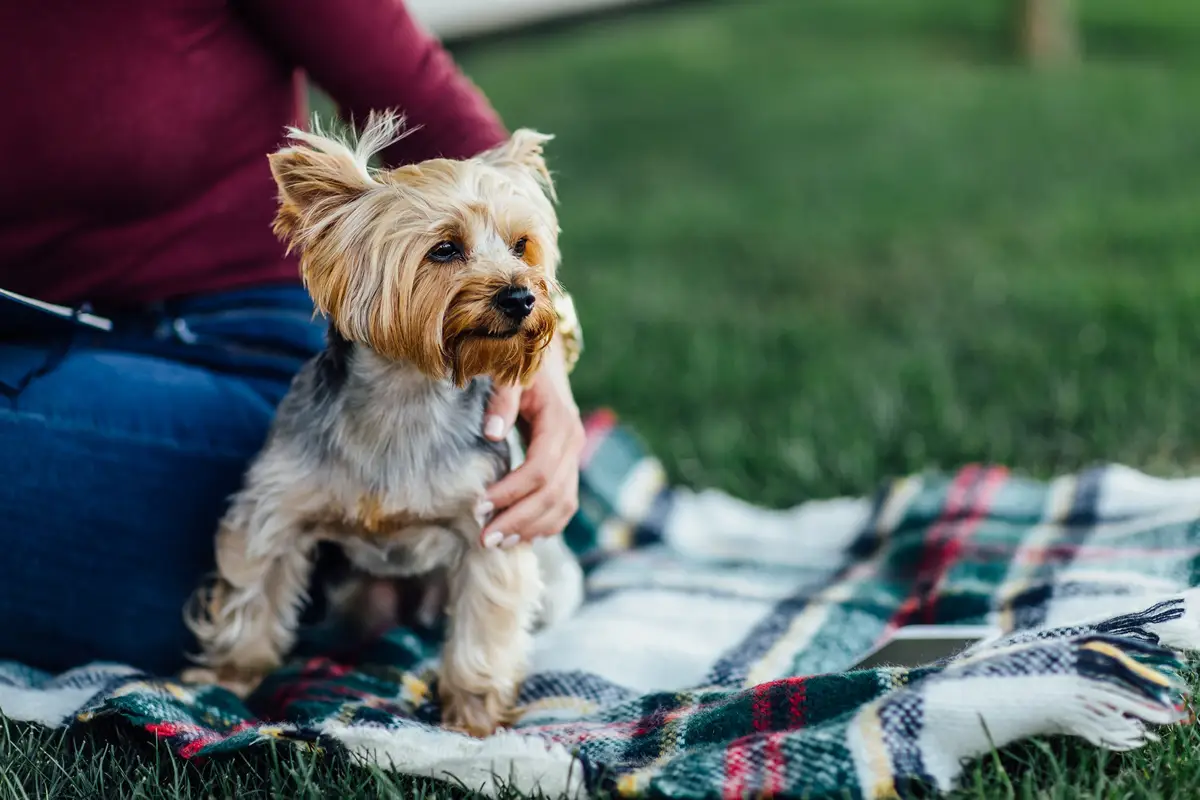 Cachorros que vivem mais: Yorkshire Terrier