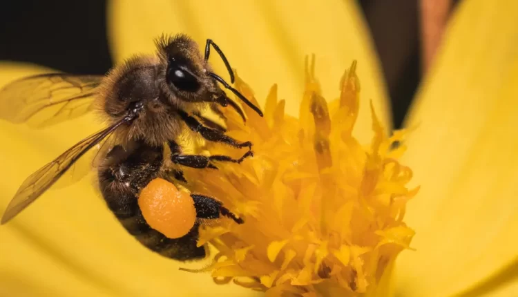 Como as abelhas produzem mel? Veja o passo a passo!