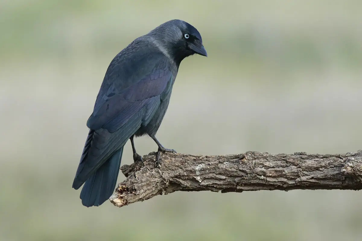 Pássaros mais inteligentes do mundo: Jackdaw