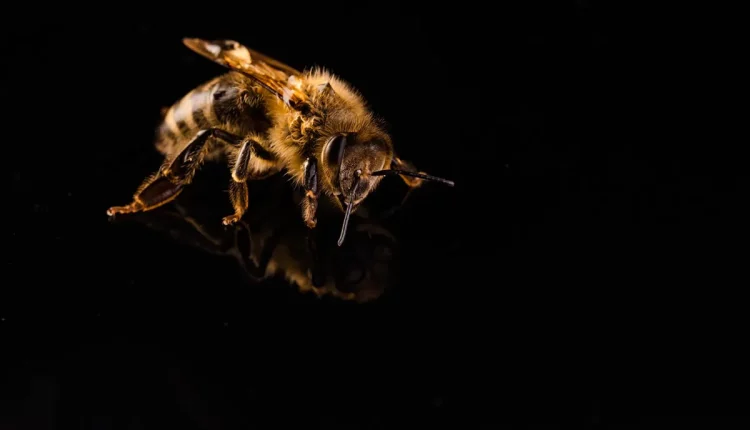 Por que as abelhas picam e depois morrem? Confira agora!