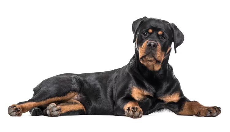 Curiosidades sobre o Rottweiler - uma seleção para desmitificar a fama de assustador