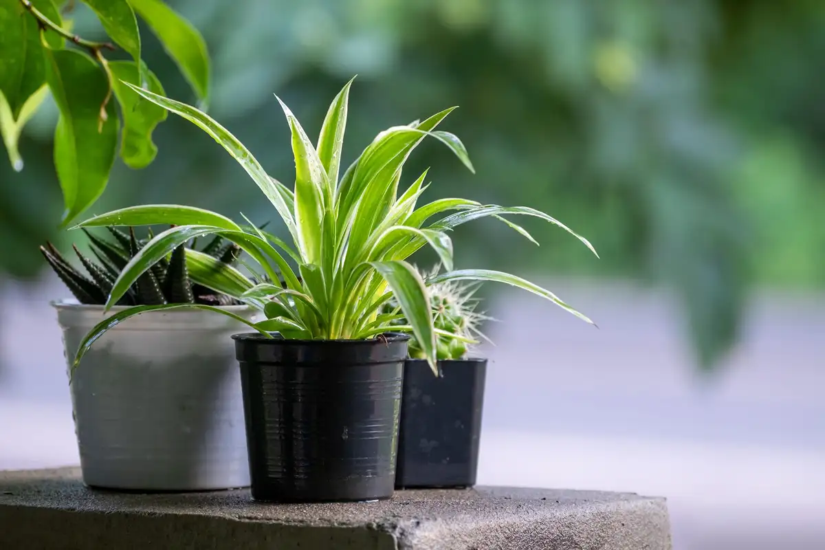 Plantas que ajudam a dormir: Clorofito (planta-aranha)