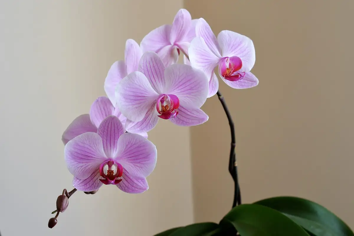 Plantas que ajudam a dormir: Orquídea