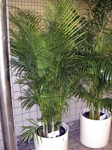 Plantas que ajudam a dormir:Palmeira-areca (palmeira de jardim)