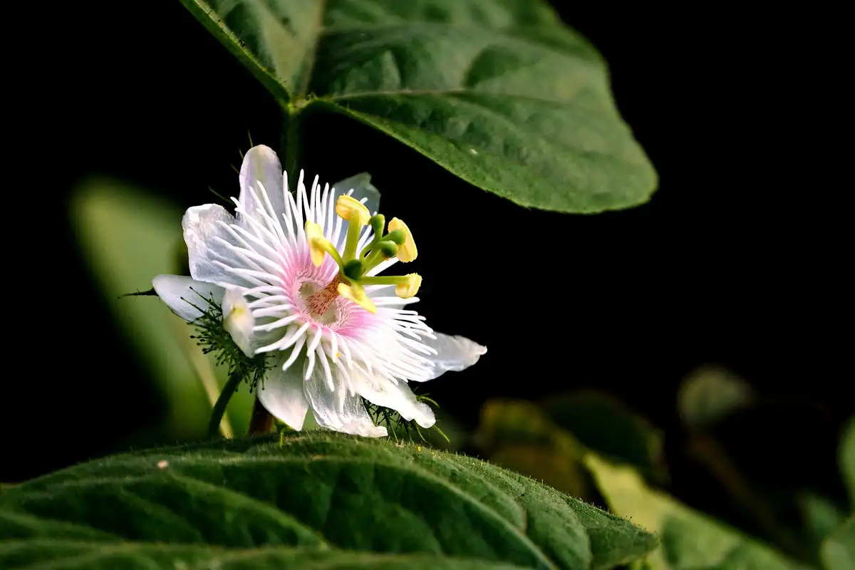 Plantas que ajudam a dormir: Passiflora (flor de maracujá)