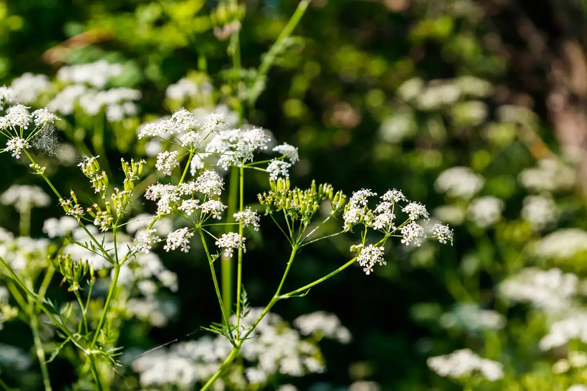 Plantas que são venenosas: Cicuta venenosa