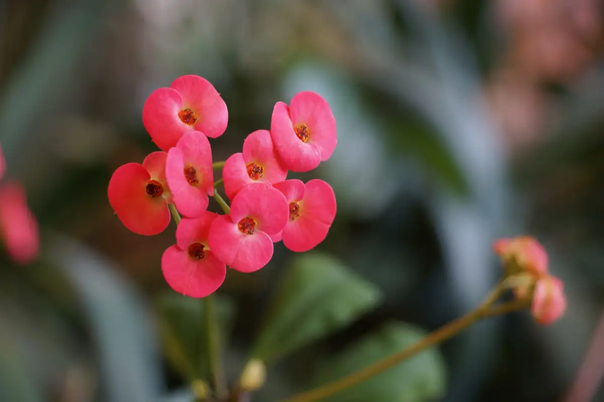 Plantas que são venenosas: Coroa-de-cristo