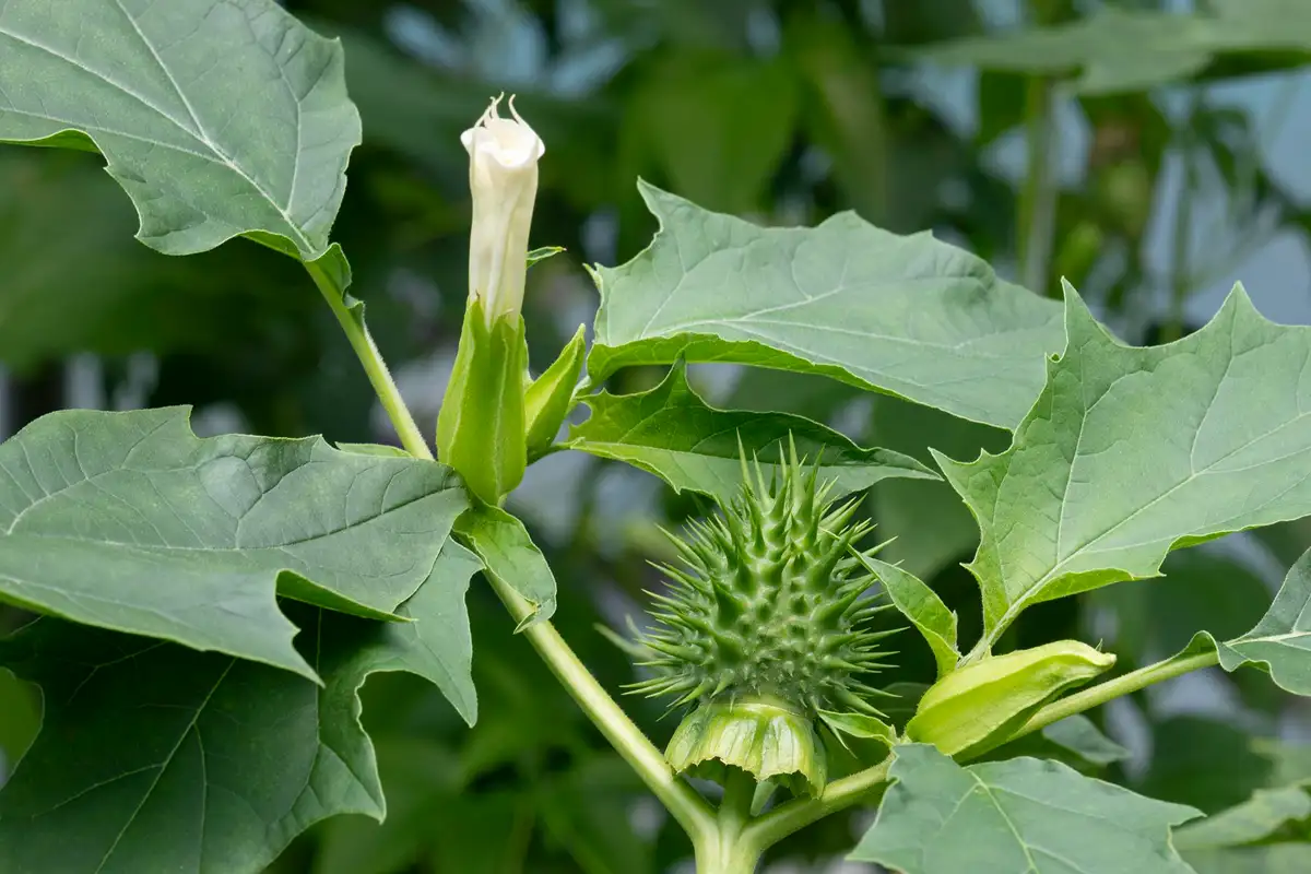 Plantas que são venenosas: Estramônio (figueira do inferno)