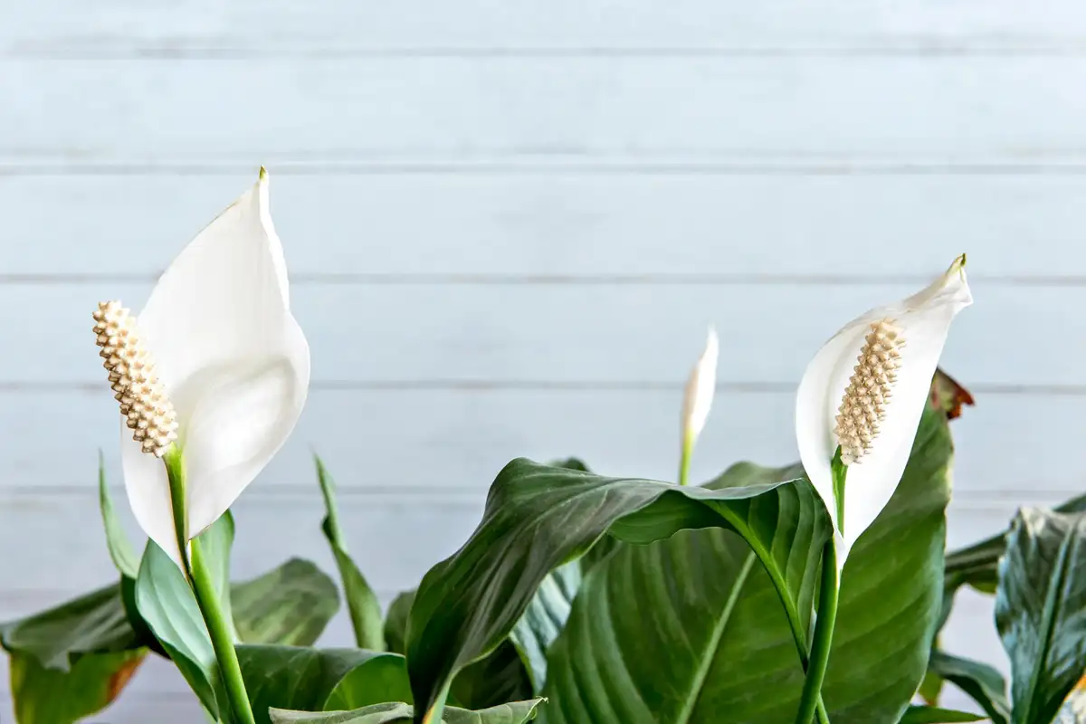 Plantas que são venenosas: Lírio-da-paz