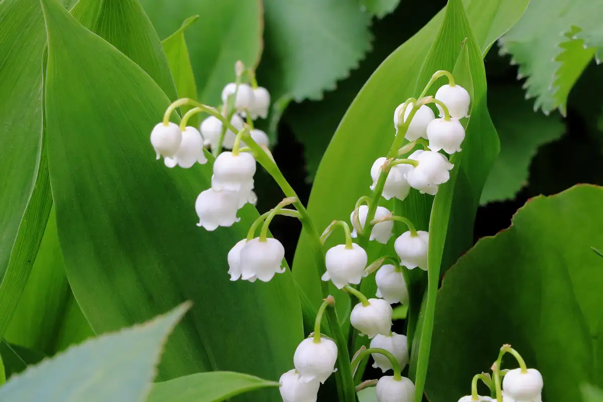 Plantas que são venenosas: Lírio-do-vale