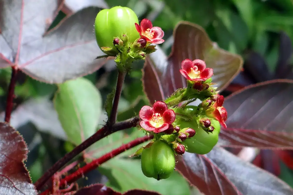 Plantas que são venenosas: Pinhão roxo