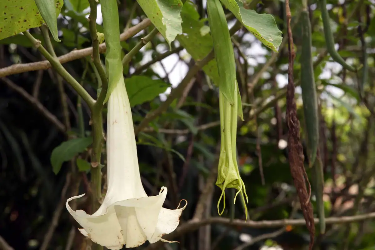 Plantas que são venenosas: Saia-branca