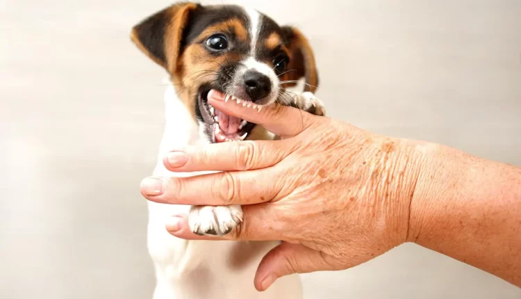 Por que os cachorros gostam de morder mãos? Saiba como ensiná-lo a parar!