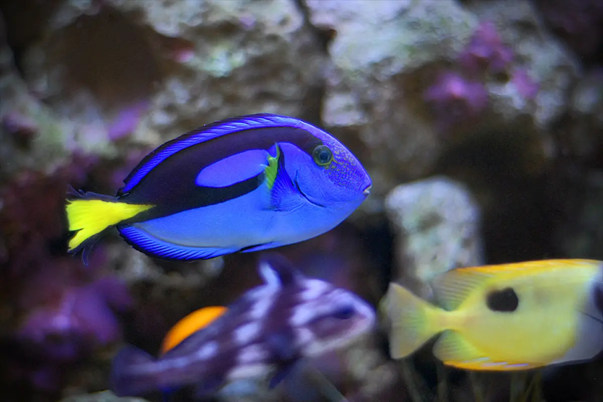 Qual peixe é a Dory de Procurando Nemo? Cirurgião-patela