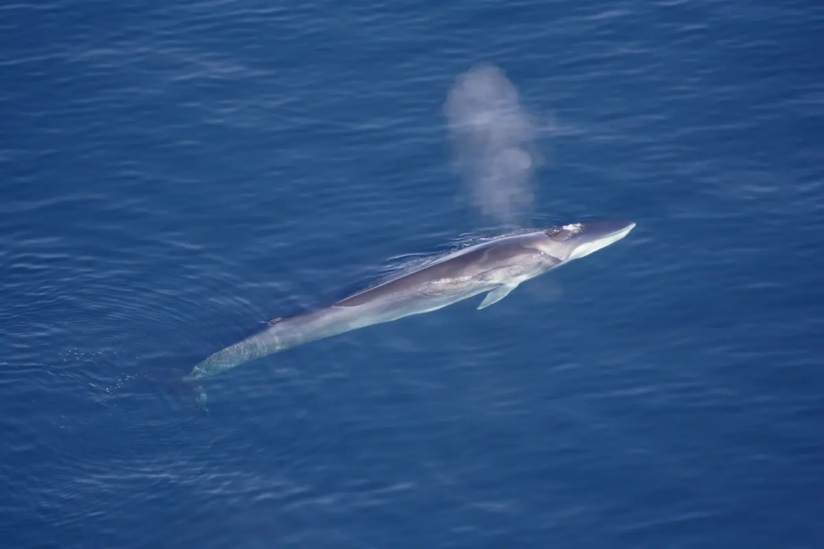 Animais que quase foram extintos: baleia fin
