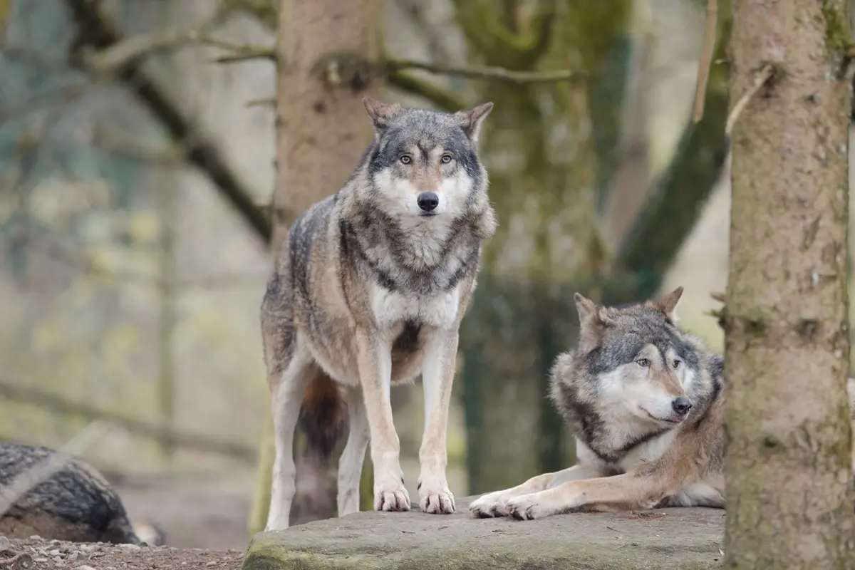 Animais que quase foram extintos: lobo-cinzento