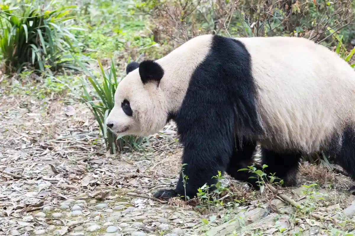Animais que quase foram extintos: Panda-gigante