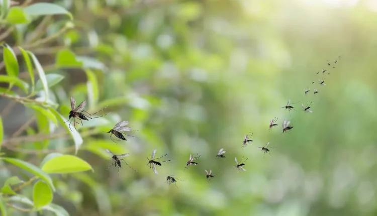 Os mosquitos são realmente atraídos pela luz? Entenda!