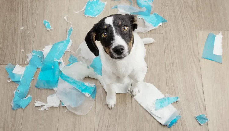 Por que os cachorros destroem as coisas? Veja 5 causas comuns!