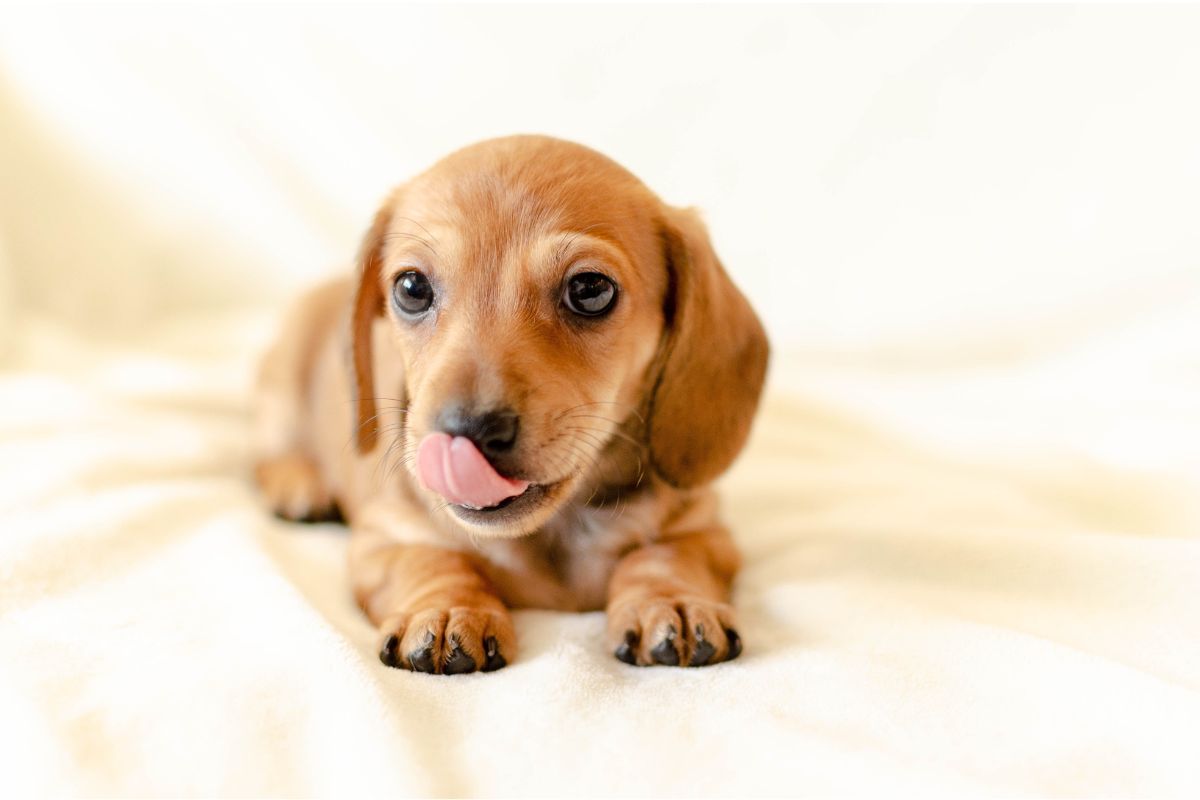 Dachshund, está entre as raças de cães mais complicadas de se lidar